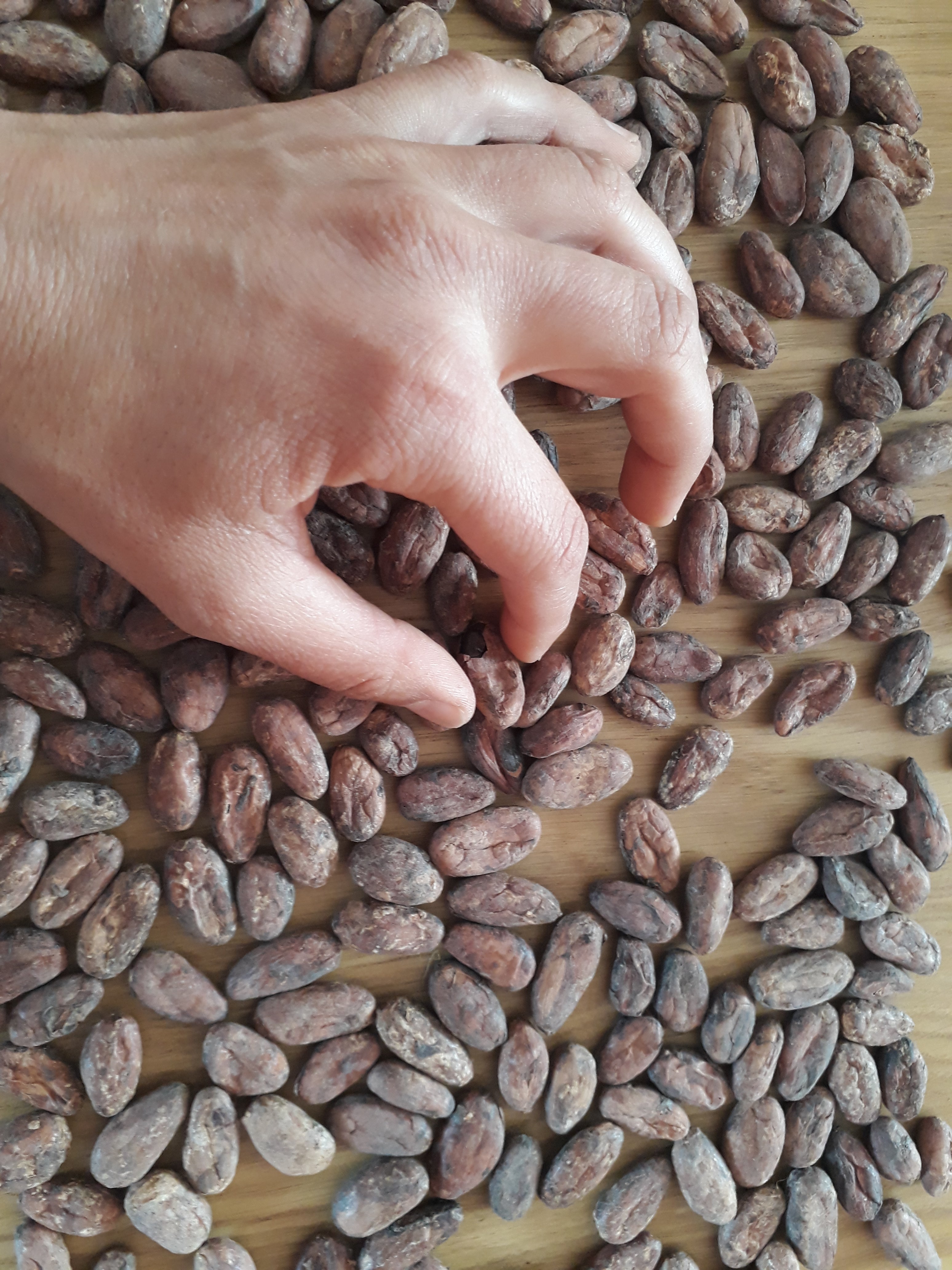 Sélection des fèves de cacao